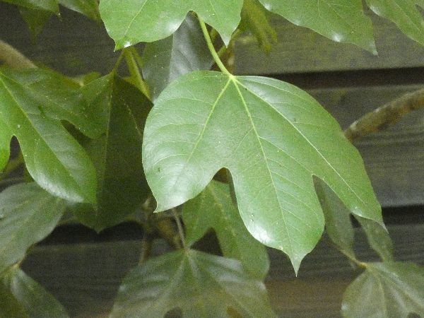 成長によって葉の形が変わるカクレミノの葉