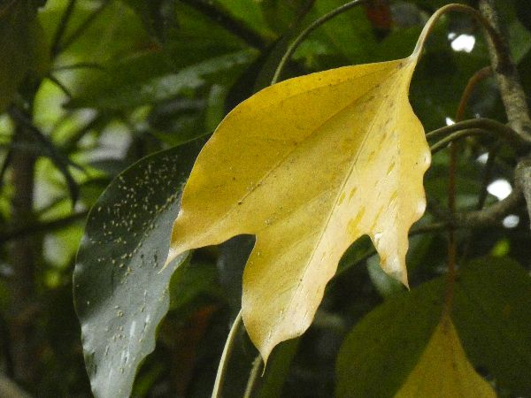 落葉する前に黄色葉になるカクレミノの葉