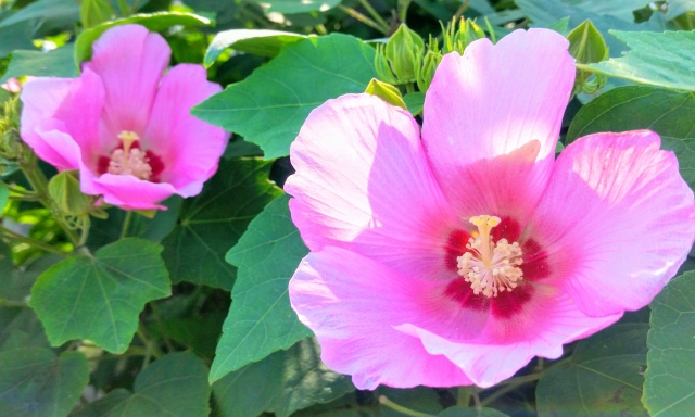 夏に爽やかな花が咲く庭木:フヨウ