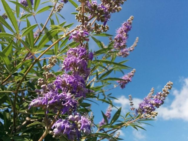 夏に爽やかな花が咲く庭木