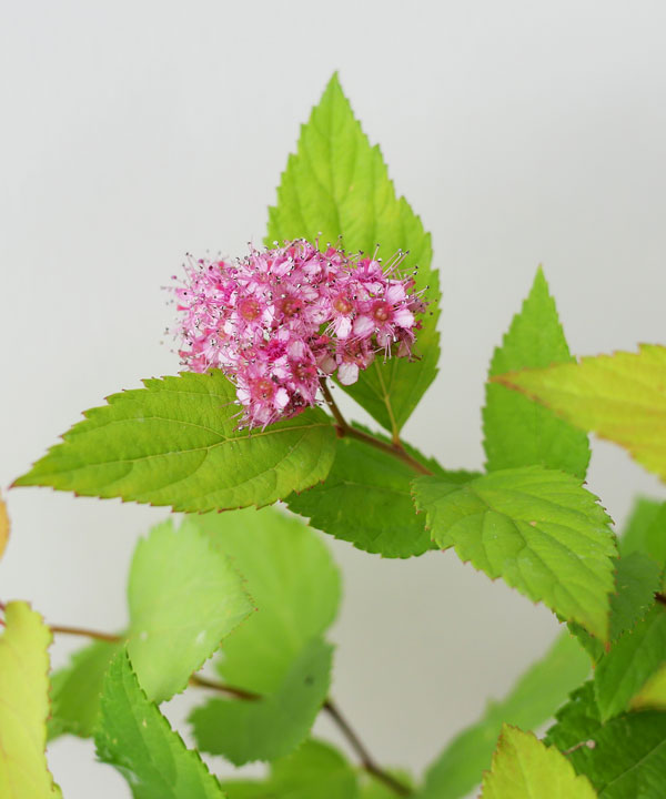 夏に爽やかな花が咲く庭木:シモツケ