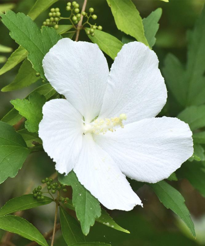 夏に爽やかな花が咲く庭木:ムクゲ