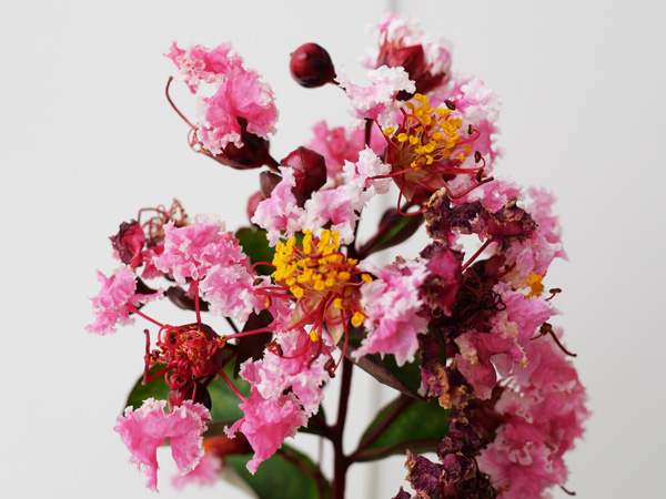 夏に爽やかな花が咲く庭木:サルスベリ