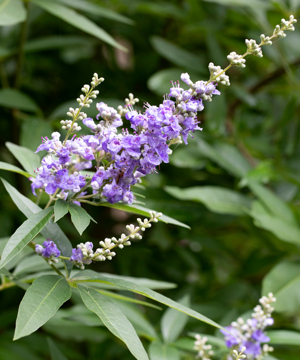 夏に爽やかな花が咲く庭木:セイヨウニンジンボク