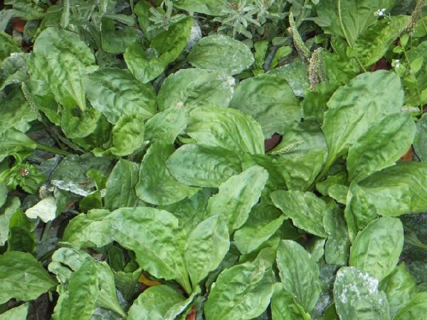 わが家の雑草対策:大きな葉をもつ雑草の戦い方