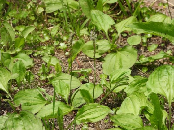 わが家の雑草対策:雑草対策になるオオバコ