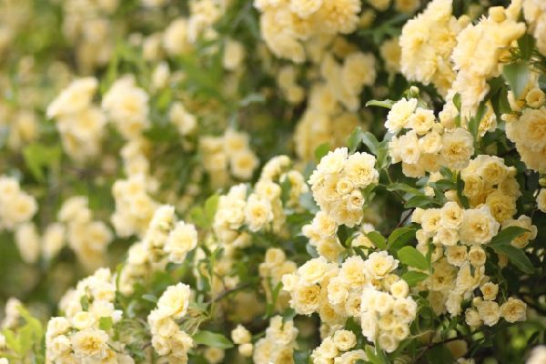わが家の雑草対策:景観性が良いモッコウバラ
