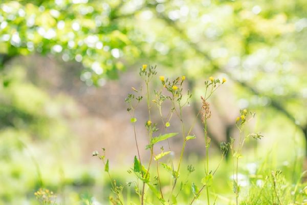 わが家の雑草対策:雑草を庭の仲間にうまく取り入れて楽しい庭管理をしましょう