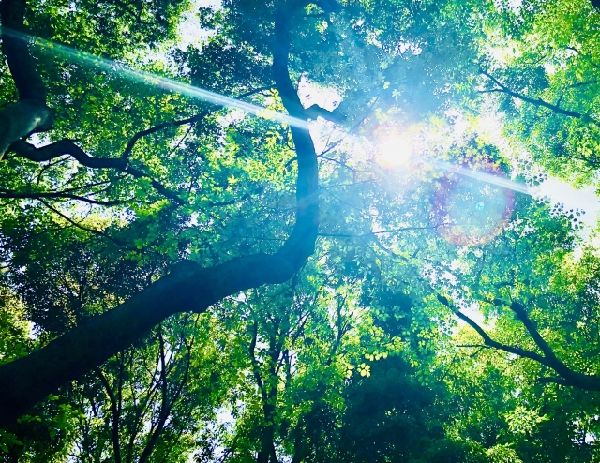 わが家の雑草対策:光合成をさせない事で雑草を枯らす
