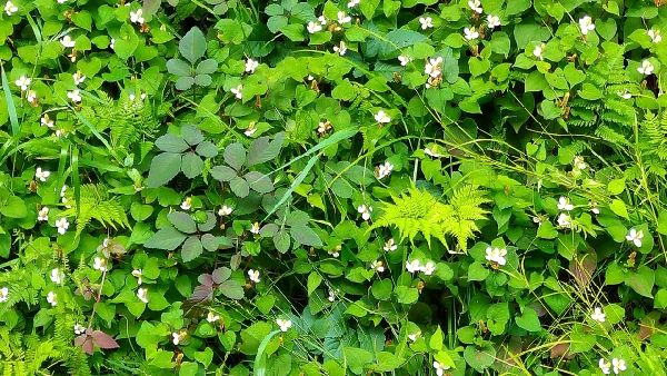 わが家の雑草対策:それぞれの雑草の生きていくための戦略
