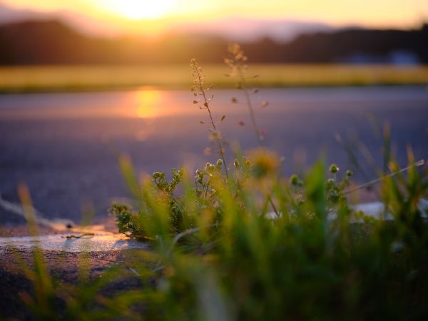 わが家の雑草対策:都合が良い雑草