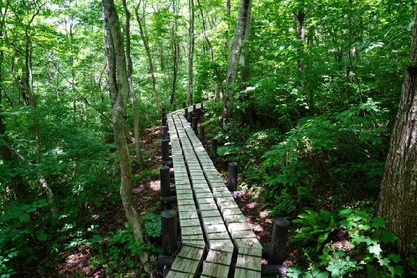 わが家の雑草対策:山の中に雑草がない理由
