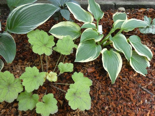 わが家の雑草対策:腐葉土とベラボンの併用で雑草対策