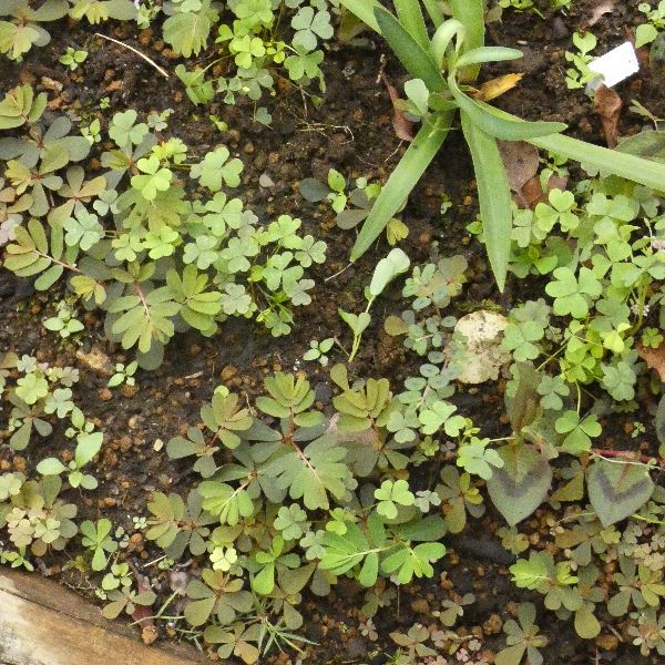 わが家の雑草対策：可愛らしい葉の形をしたカタバミ