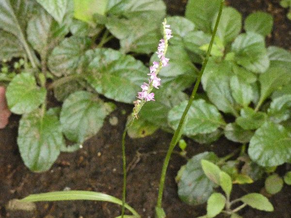 わが家の雑草対策:爆発的な繁殖力を持つ一年草雑草