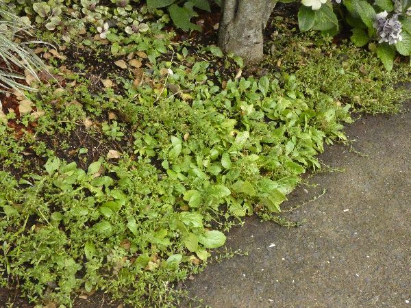 わが家の雑草対策:グランドカバーの役割を果たすオオバコ