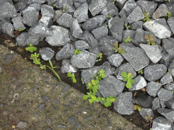 わが家の雑草対策:砂利による雑草対策と注意点