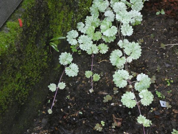 わが家の雑草対策:日向で雑草対策の役割を果たすグレコマ