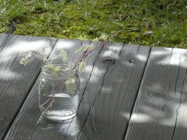 わが家の雑草対策:挿し芽で試し植えが出来るグレコマ