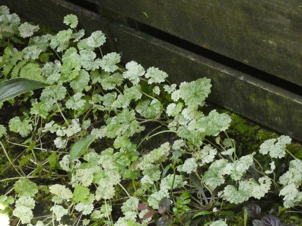 わが家の雑草対策:グレコマによる雑草対策