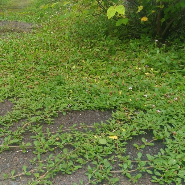 わが家の雑草対策：グランドカバーで雑草を見えなくする