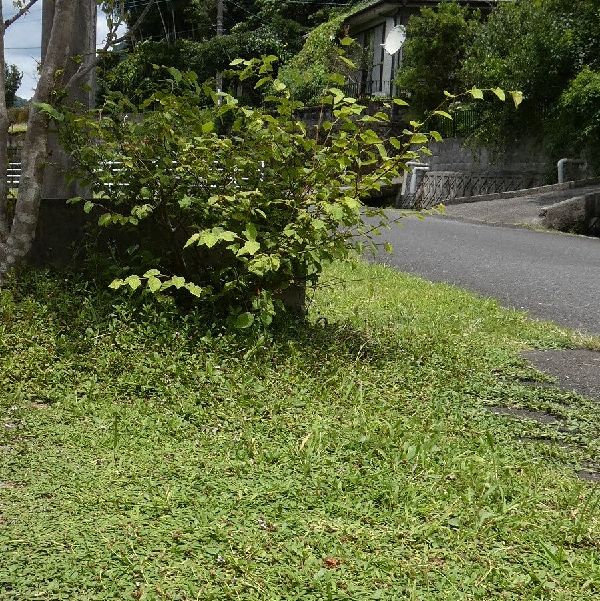 わが家の雑草対策：雑草対策を行いたい広さに合わせたグランドカバーの選定