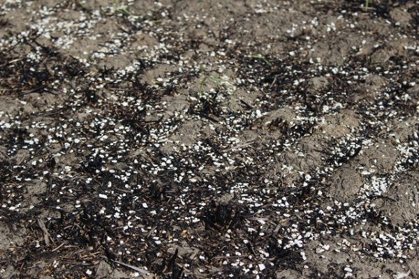 スギナの駆除対策:石灰窒素の効果