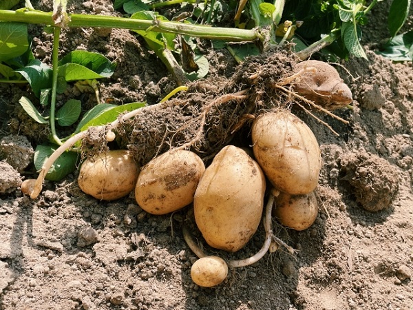 スギナの駆除対策:スギナの根茎、じゃがいも、根茎代表選手