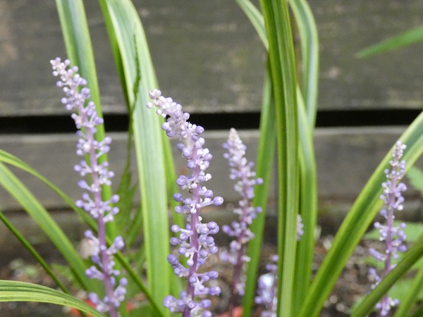 スギナの駆除対策:スギナの繁殖力を弱める植物の選び方