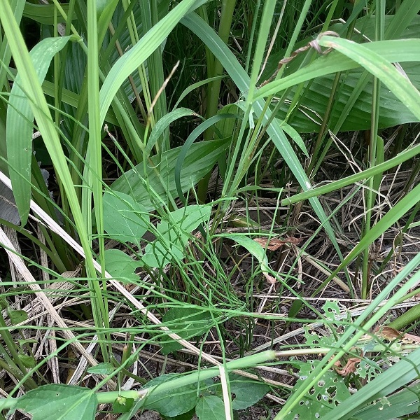 スギナの駆除対策：背丈がある雑草の中では弱いスギナ