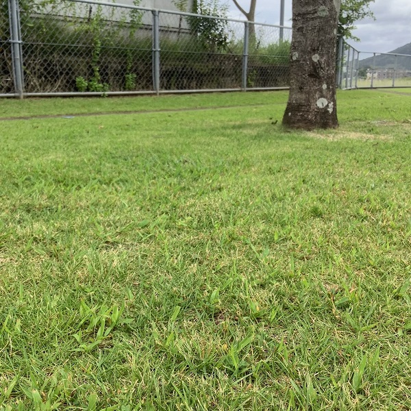 スギナの駆除対策：芝生でスギナを駆除する