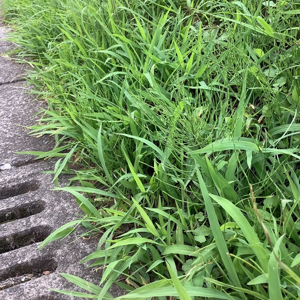 スギナの駆除対策：背丈がある雑草の中では弱いスギナ