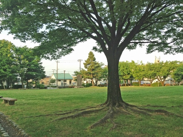 時間をかけない簡単な水撒き方法:根や葉の役割