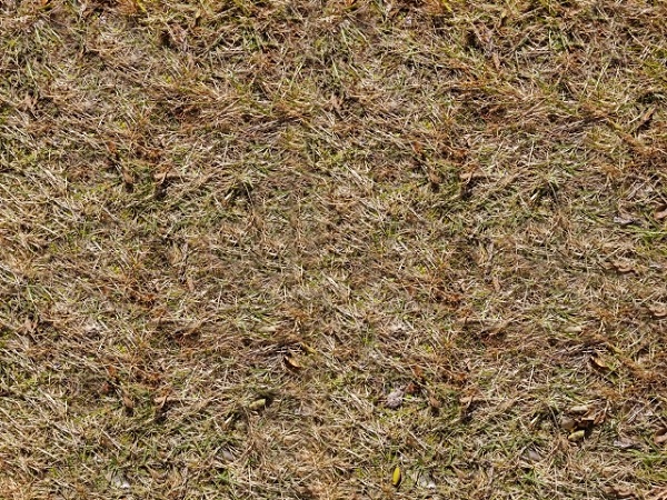 除草剤を使用したスギナの駆除方法:除草剤使用後の状態
