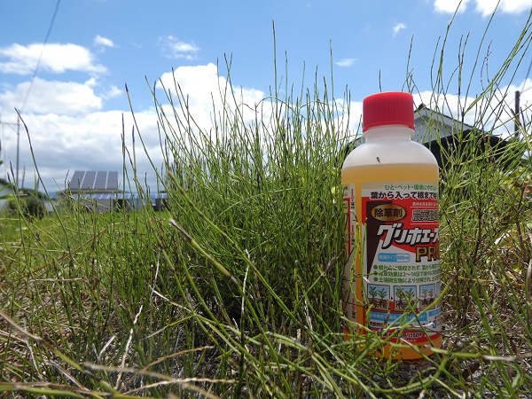 除草剤を使用したスギナの駆除方法:除草剤の使用方法で決まる駆除の効果
