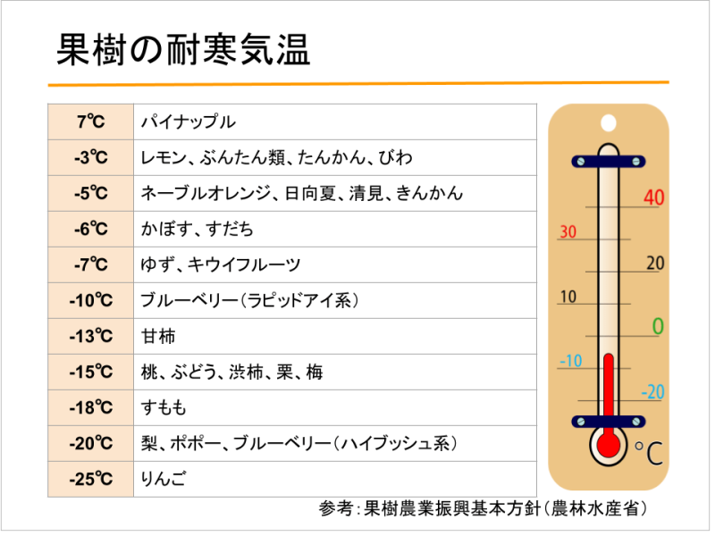 果樹の耐寒