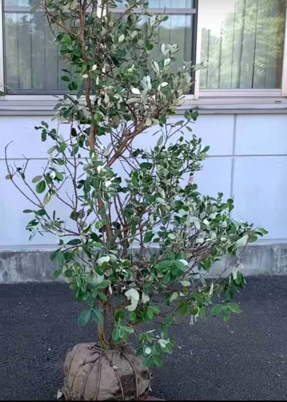 フェイジョア 下枝