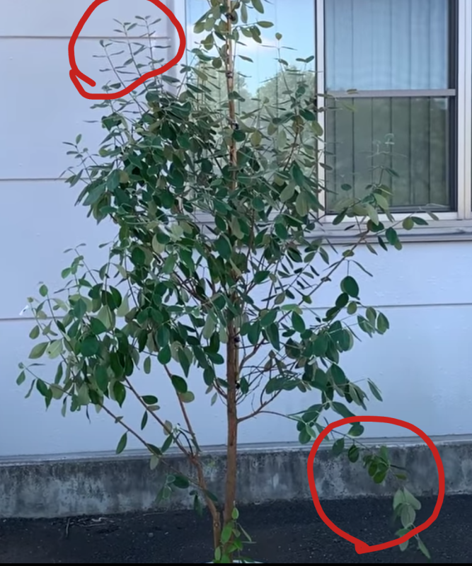 もったいないフェイジョア例
