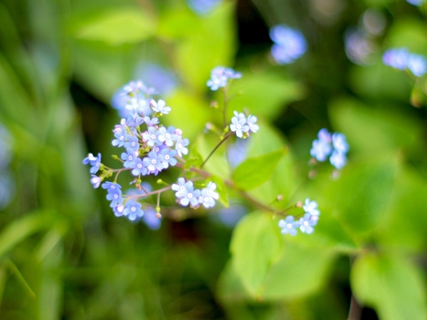 お庭をランクアップさせるシルバーリーフ:春に小花を付けるブルンネラ