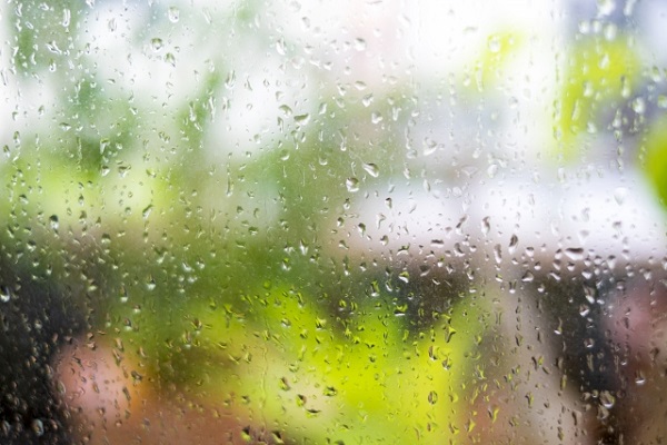 お庭をランクアップさせるシルバーリーフ:雨に弱いガザニア