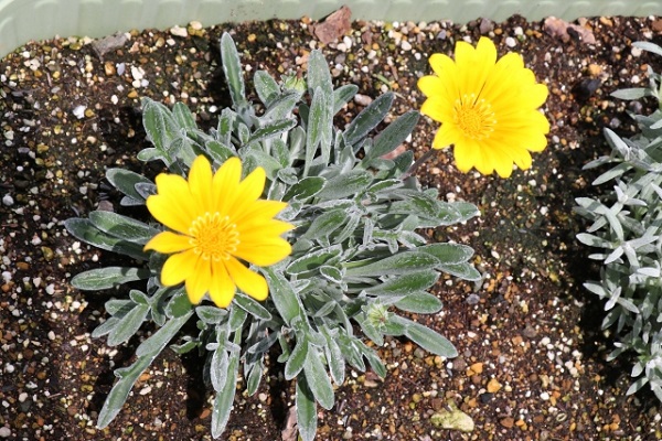 お庭をランクアップさせるシルバーリーフ:お花との対比や単独でも美しいガザニア
