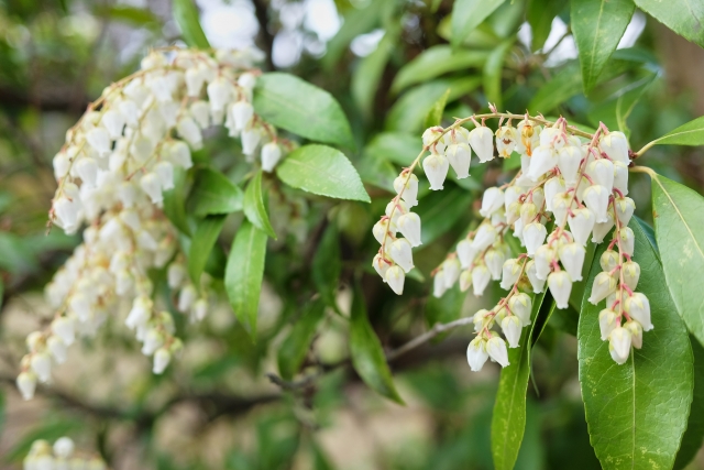 日陰に強い常緑低木:アセビ(白花)