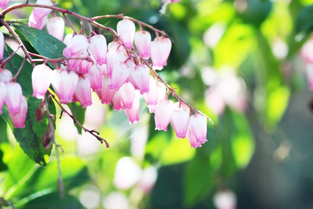 日陰に強い常緑低木:アセビ(ピンク花)