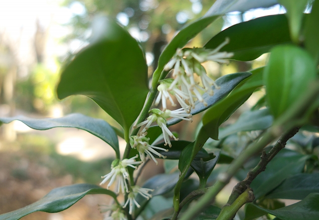 日陰に強い常緑低木:サルココッカ(花)