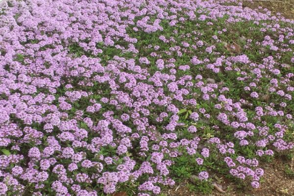 タイムでゴキブリ対策:玄関