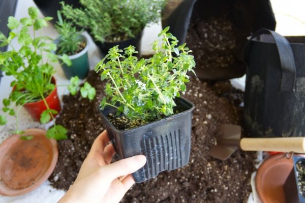 タイムでゴキブリ対策:窓、ベランダ