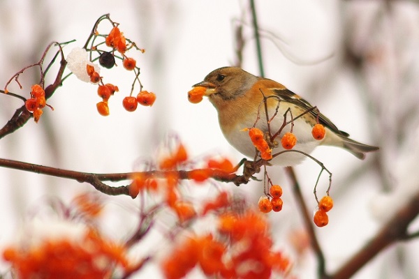 管理が楽な中高木:実にやってくる野鳥