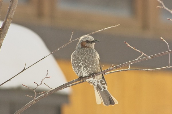 管理が楽な中高木：野鳥