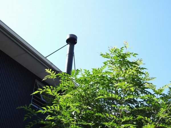 管理が楽な中高木:成長が早いシマトネリコ