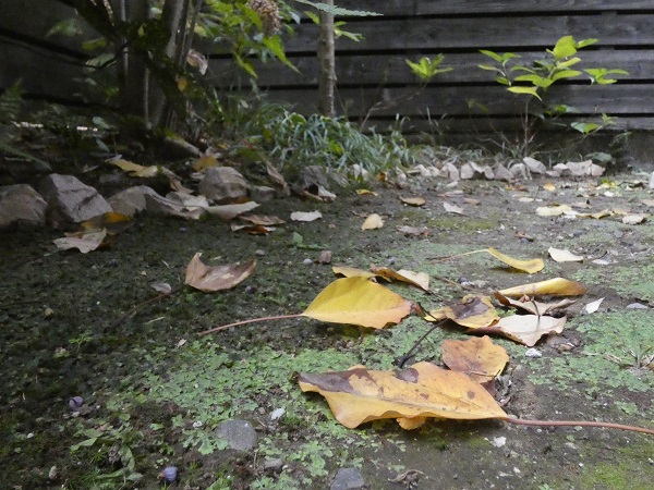 管理が楽な中高木：落葉が気にならないカクレミノ
